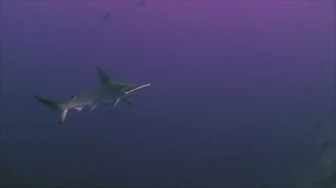 Scalloped hammerhead shark 스톡 동영상 42904859