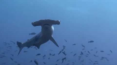 Scalloped Hammerhead Shark | Stock Video | Pond5