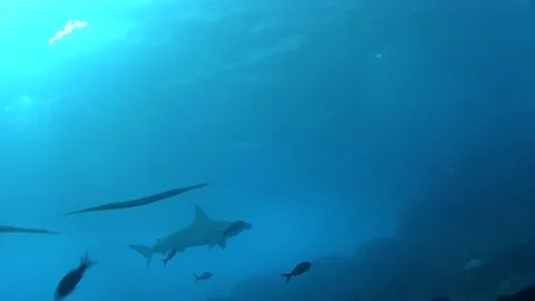 Scalloped hammerhead shark. Video stock 78475800