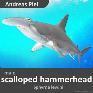 Scalloped Hammerhead Shark Male ~ 3D Model #91497656 | Pond5