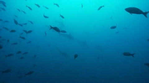 Scalloped hammerhead shark school 8 Stock Footage