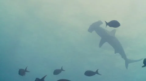 Scalloped hammerhead shark surface Stock Footage 12719028