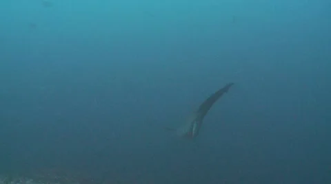 Scalloped hammerhead shark tale Video stock 12672083