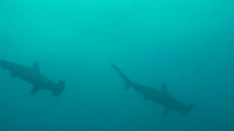 Scalloped hammerhead sharks 2 Stock-Footage 12724059