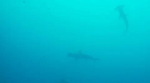 Scalloped hammerhead sharks Video stock 12723105