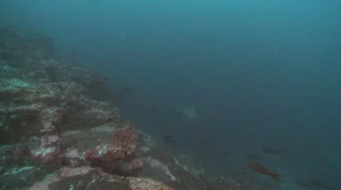 Scalloped hammerhead sharks swim by Stock Footage
