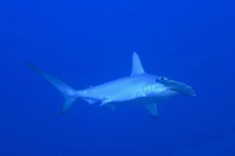 Scalloped hammerhead Sphyrna lewini Solid blue background Dive site Daedalus 库存照片