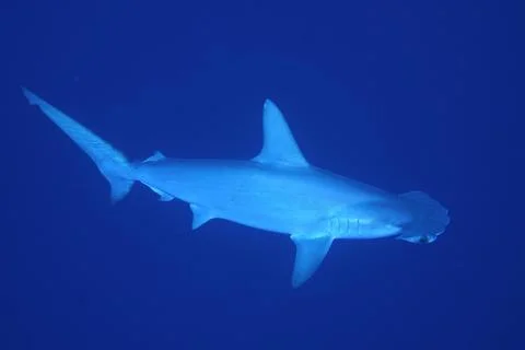 Scalloped hammerhead Sphyrna lewini Solid blue background Dive site Daedalus Stock Photos