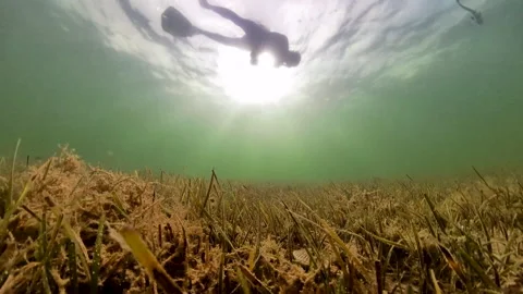 Scalloping plantation 動画素材 149602853