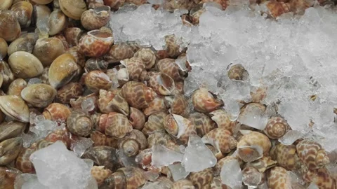 Scallops and seashells seafood raw on ice in supermarket Stock-Footage 308729674