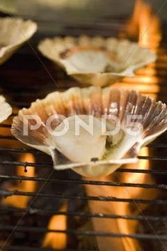 Scallops on barbecue (close-up) Stock Photos
