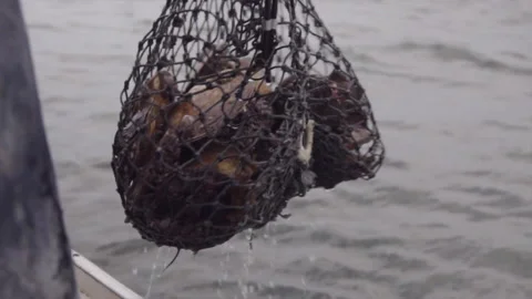 Scallops getting pulled up Stock Footage 134304289