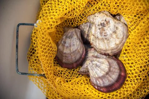 Scallops in a grid Foto stock