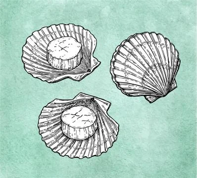 Scallops ink sketch Stock Illustration