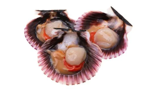 Scallops isolated Stock Photos