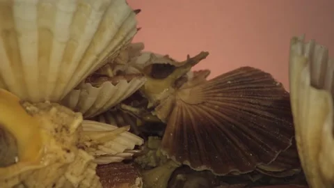 Scallops live in their shells Vídeos de archivo 236633197