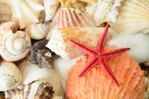 Scallops Stock Photos