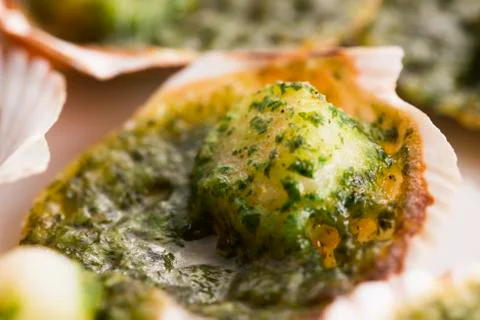 Scallops Stock Photos