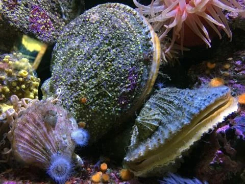 Scallops Stock Photos