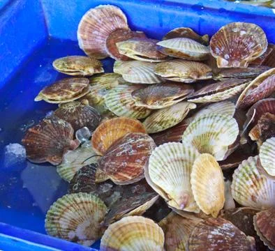 Scallops in the shell in the market Stock Photos