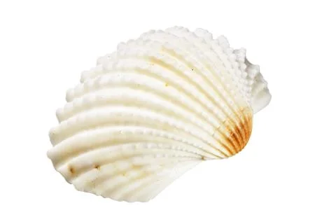 Scallops shell on white Stock Photos