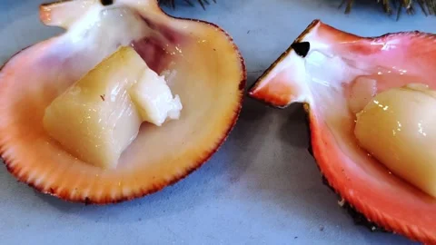 Scallops in their natural shell. Fresh seafood. Stock-Footage 294679746