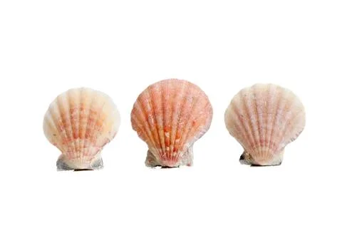 Scallops/sea shells on a white background Stock Photos