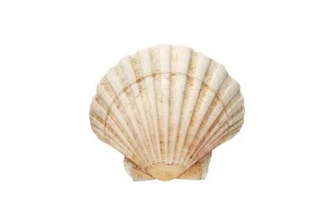 Scallp Shell Stock Photos