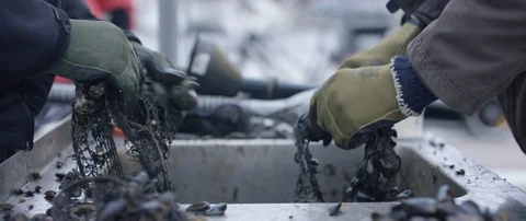 Scallups Stock Footage 102498565