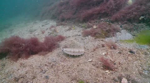 Scalop fly Stock Footage 12486315