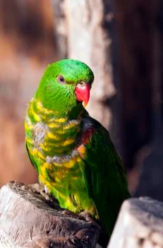 Scaly-breasted lorikeet Stock Photos
