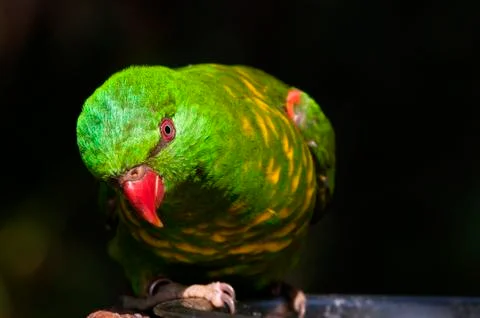 Scaly-breasted lorikeet Foto stock