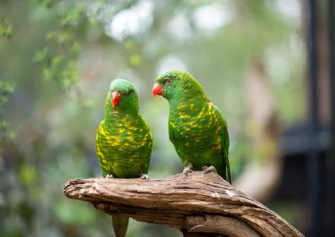 Scaly-breasted lorikeet Stock Photos