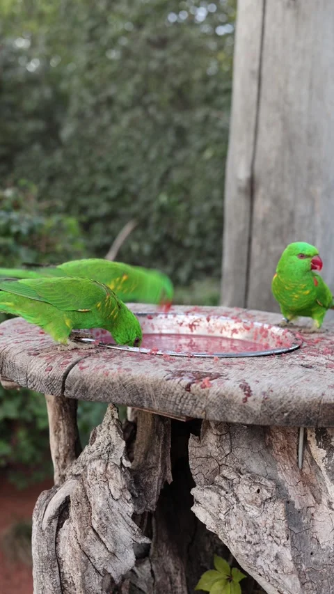 Scaly-breasted lorikeet vertical video Video stock 288042283