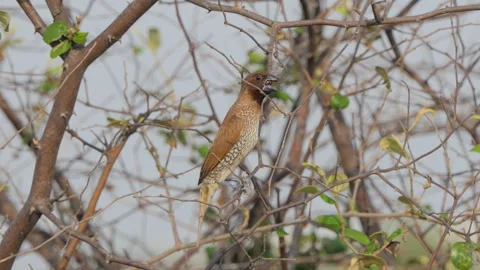 Scaly-breasted Munia bird perching on tree in nature. 動画素材 330405945
