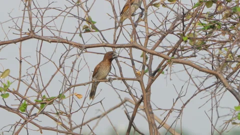 Scaly-breasted Munia bird perching on tree in nature. 動画素材 330406024