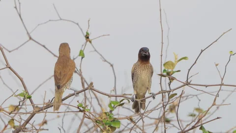 Scaly-breasted Munia bird perching on tree in nature. Stock Footage 330406181