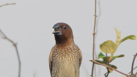 Scaly-breasted Munia bird perching on tree in nature. 스톡 동영상 330406284