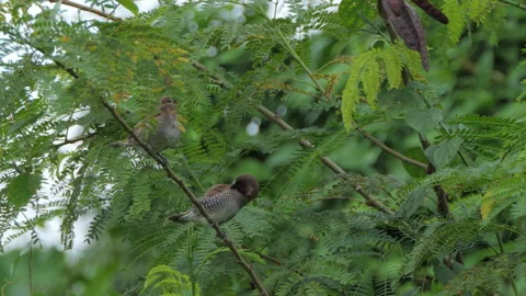 Scaly-breasted Munia bird perching on tree in nature. Video stock 330407374