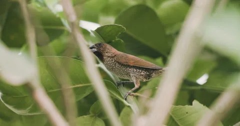 Scaly-breasted Munia bird on tree branch animal wide life Stock Footage 333022561