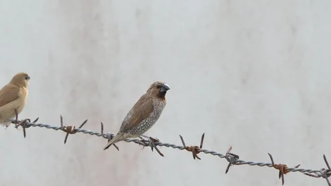 Scaly-breasted Munia birds Stock Footage 101713938
