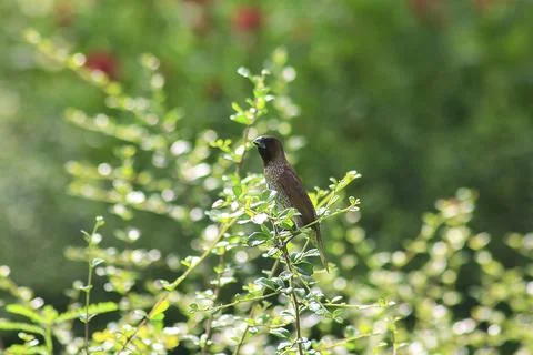Scaly-breasted Munia on the branches Stock Photos