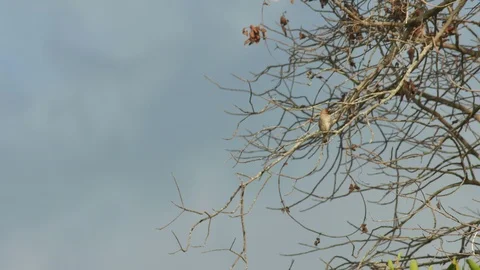 Scaly-breasted munia on the canopy Stock Footage 109227913