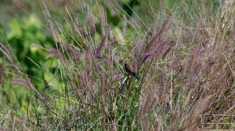 Scaly-breasted Munia eating food Stock Footage 59572305