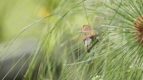 Scaly Breasted Munia Flies From Pine Stock Footage 195239738