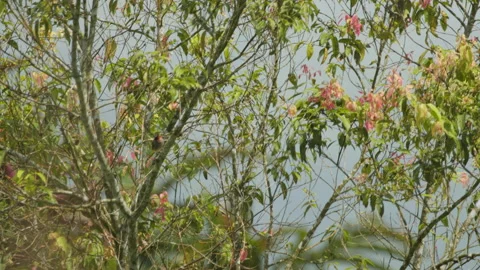 Scaly Breasted Munia Flies From Tree Stock Footage 195243052