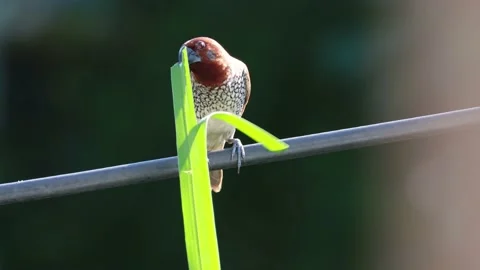 Scaly breasted munia Stock Footage 162033275
