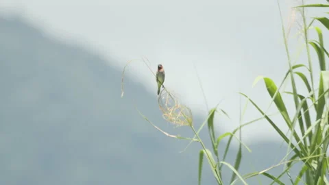 Scaly Breasted Munia In Grass Stock Footage 195222072