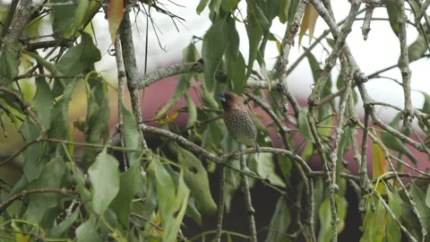 Scaly Breasted Munia Hopping In Tree Stock Footage 195242842