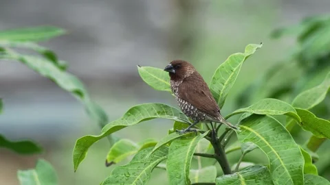 Scaly-Breasted Munia on Leafy Branch in Thailand Видео 334765941